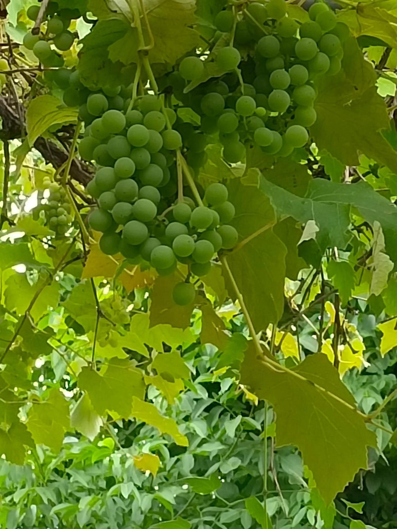Dimora San Lorenzo Maggio Oda fotoğraf